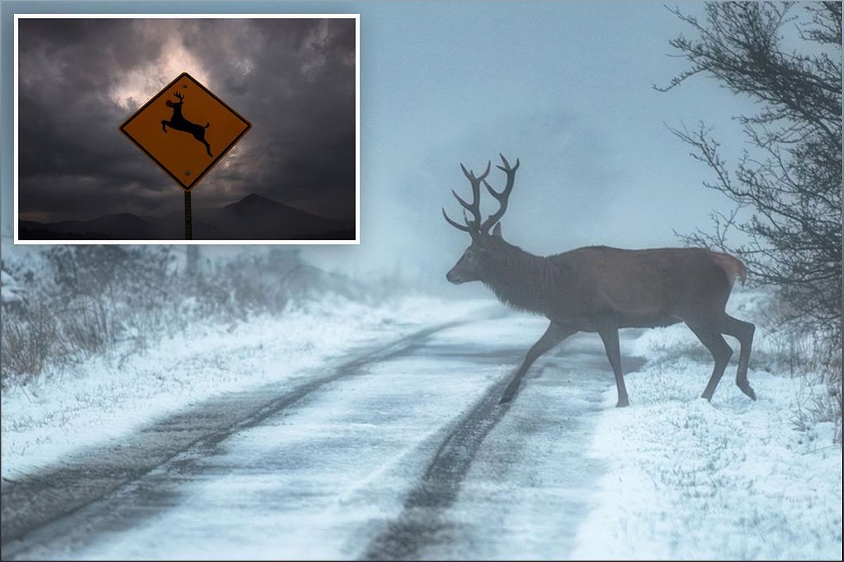 Is Chronic Wasting Disease a Threat to Humans? Experts Weigh In - -757443891