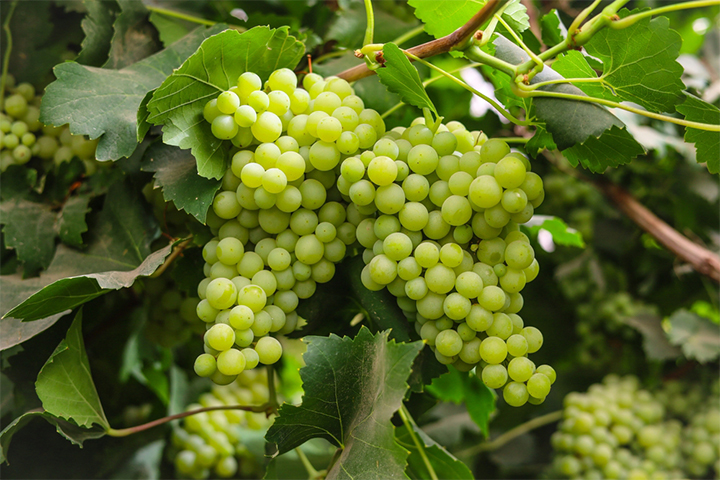 Body When You Eat Grapes Every Day The Surprising Benefits of this Delicious Fruit