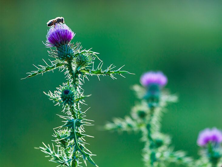 The Miraculous Milk Thistle A Natural Remedy with Remarkable Health Benefits