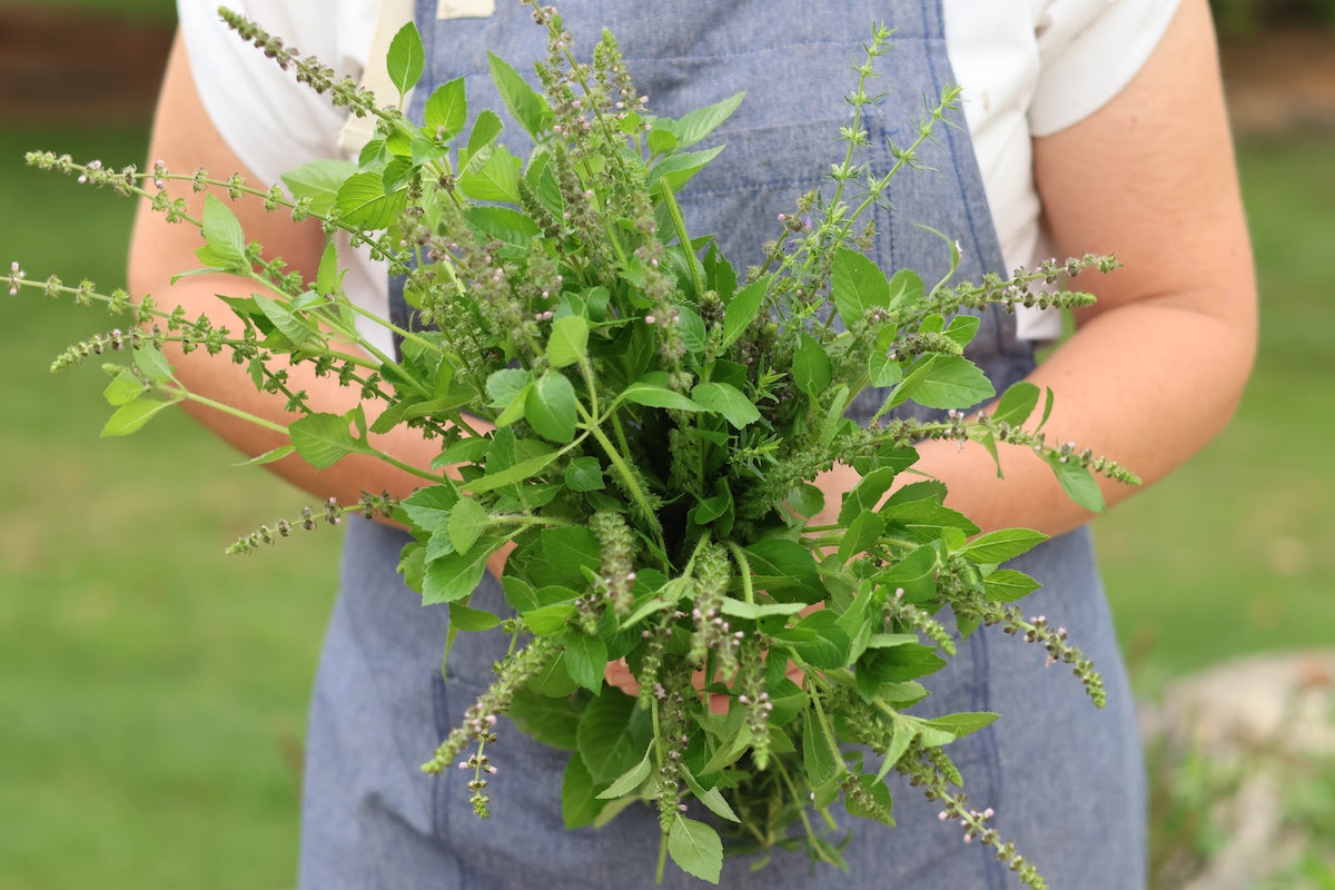 Harnessing the Healing Power of Herbs to Soothe Coughs Naturally